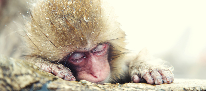 Japanese Macaque Sleeping Under Snow wallpaper 720x320