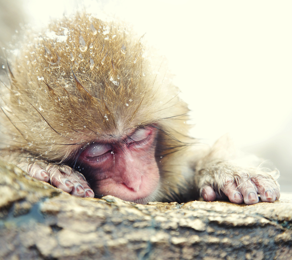 Das Japanese Macaque Sleeping Under Snow Wallpaper 960x854