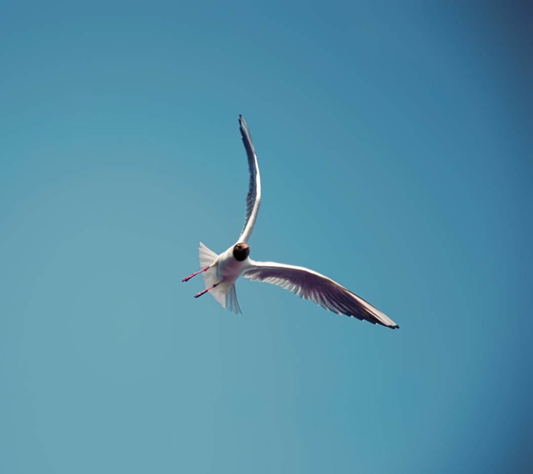 Das Seagull Flight Wallpaper 1080x960