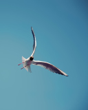 Seagull Flight wallpaper 128x160