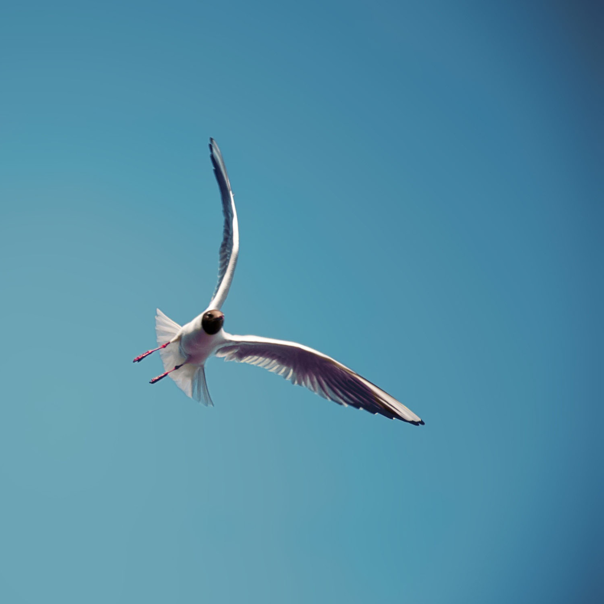 Seagull Flight screenshot #1 2048x2048