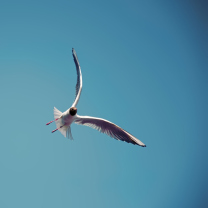 Seagull Flight screenshot #1 208x208