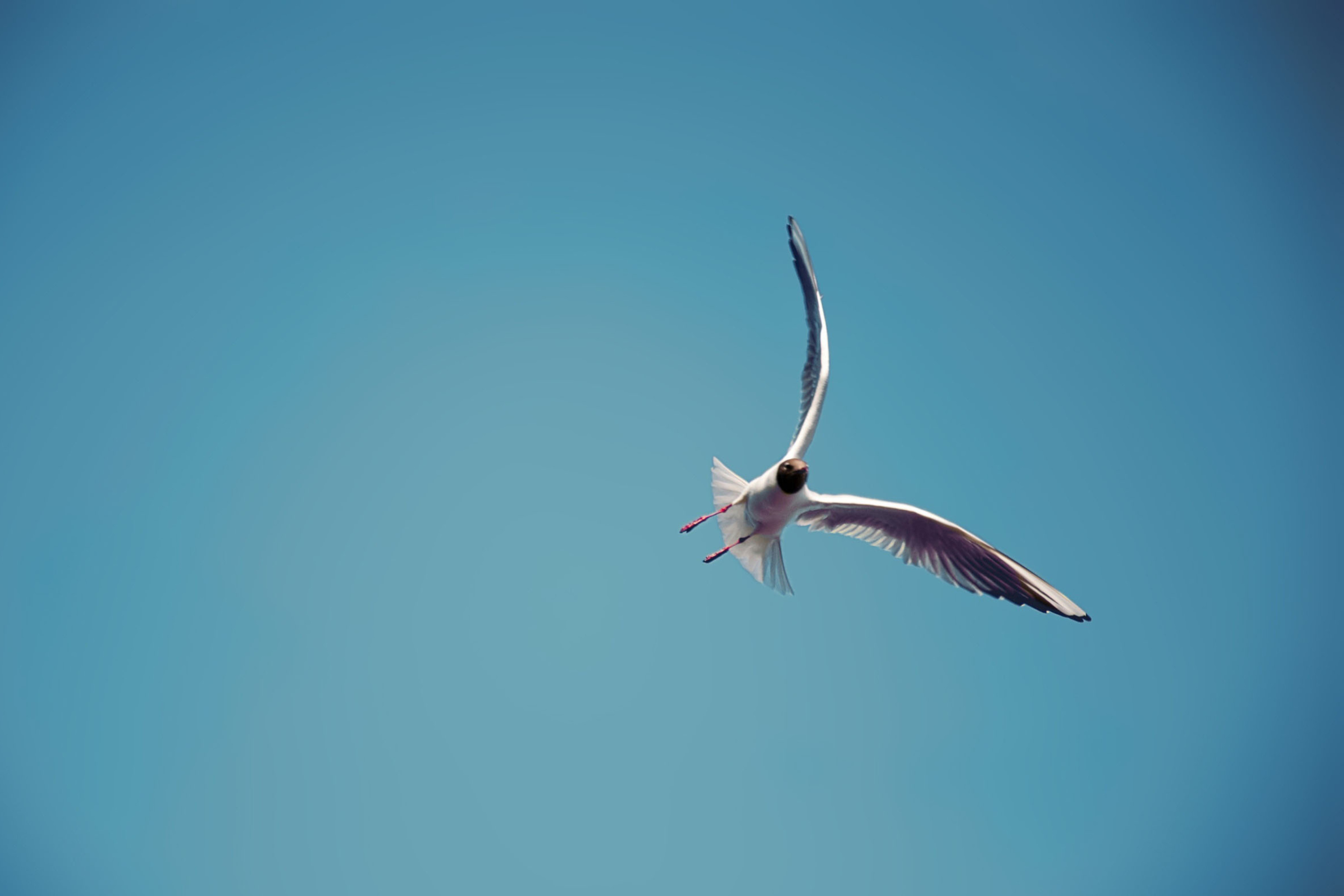 Das Seagull Flight Wallpaper 2880x1920