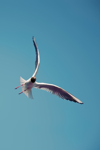 Das Seagull Flight Wallpaper 320x480