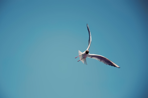 Seagull Flight screenshot #1 480x320