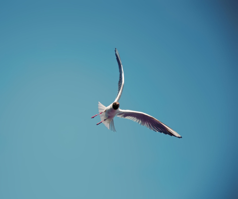 Seagull Flight screenshot #1 480x400