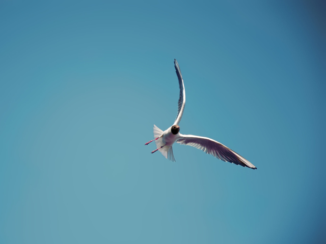 Seagull Flight screenshot #1 640x480