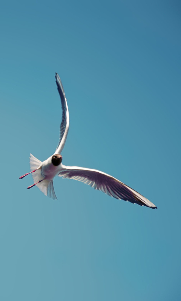 Seagull Flight wallpaper 768x1280