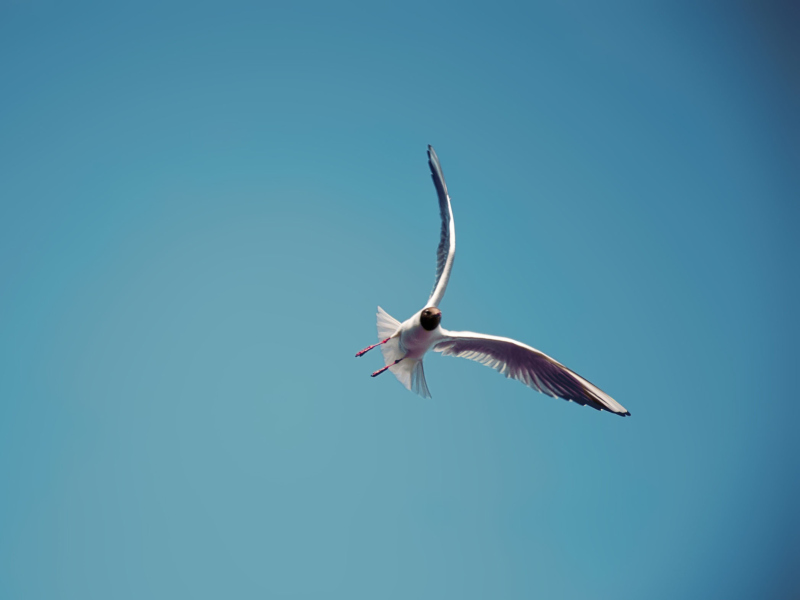 Seagull Flight screenshot #1 800x600