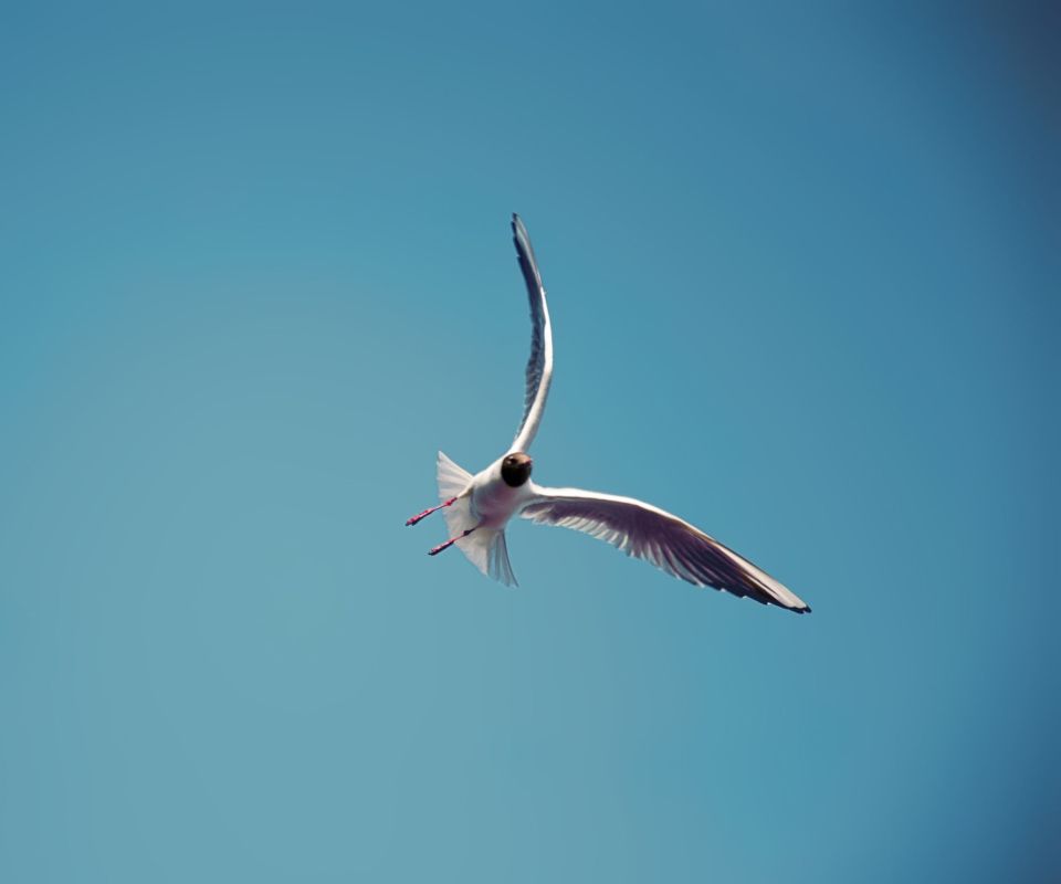 Seagull Flight screenshot #1 960x800
