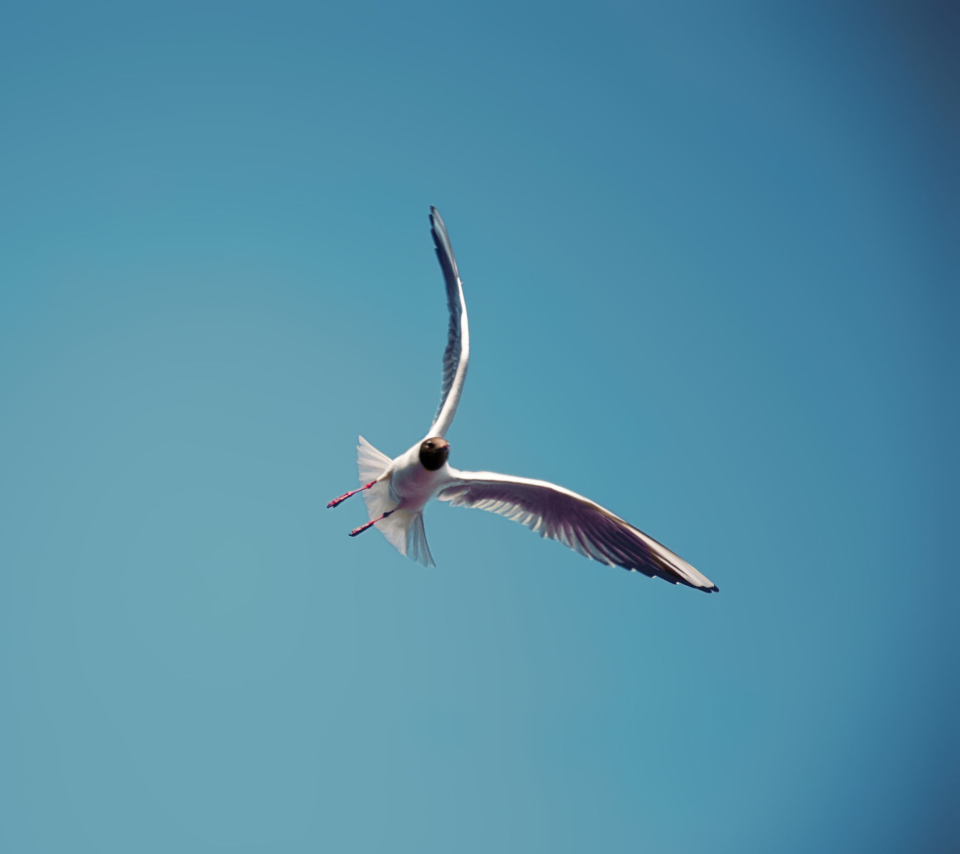 Seagull Flight wallpaper 960x854