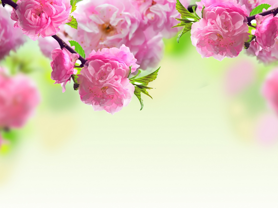 Das Pink Flowers Wallpaper 1152x864