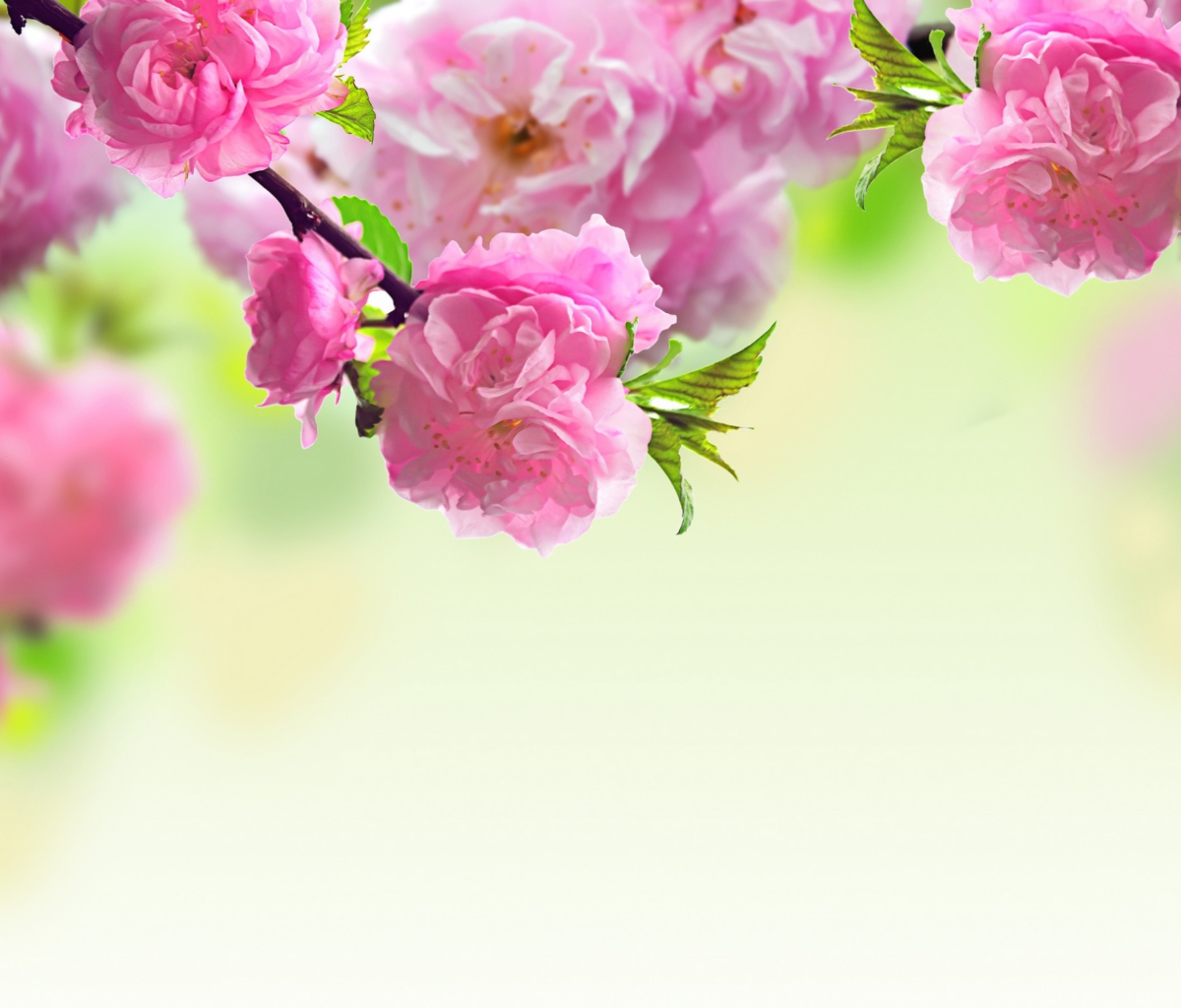 Fondo de pantalla Pink Flowers 1200x1024