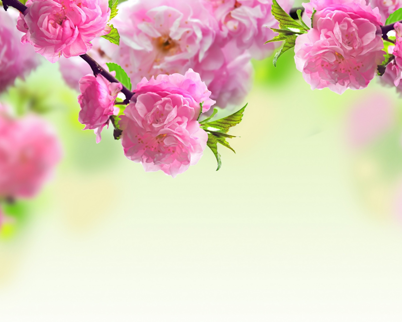 Обои Pink Flowers 1280x1024