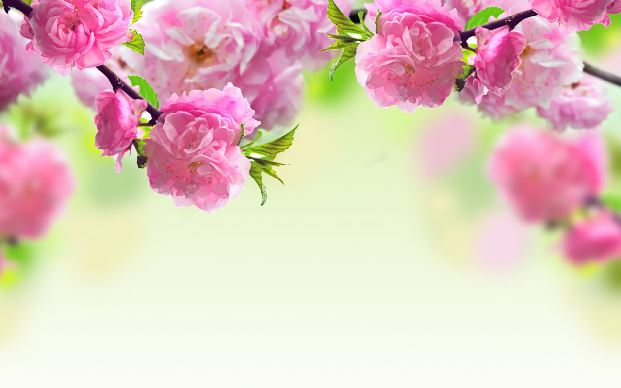 Pink Flowers screenshot #1 1280x800