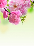 Fondo de pantalla Pink Flowers 132x176
