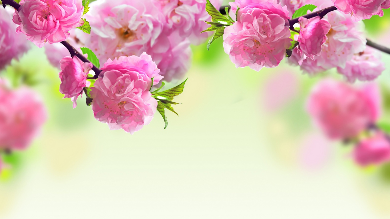 Screenshot №1 pro téma Pink Flowers 1366x768
