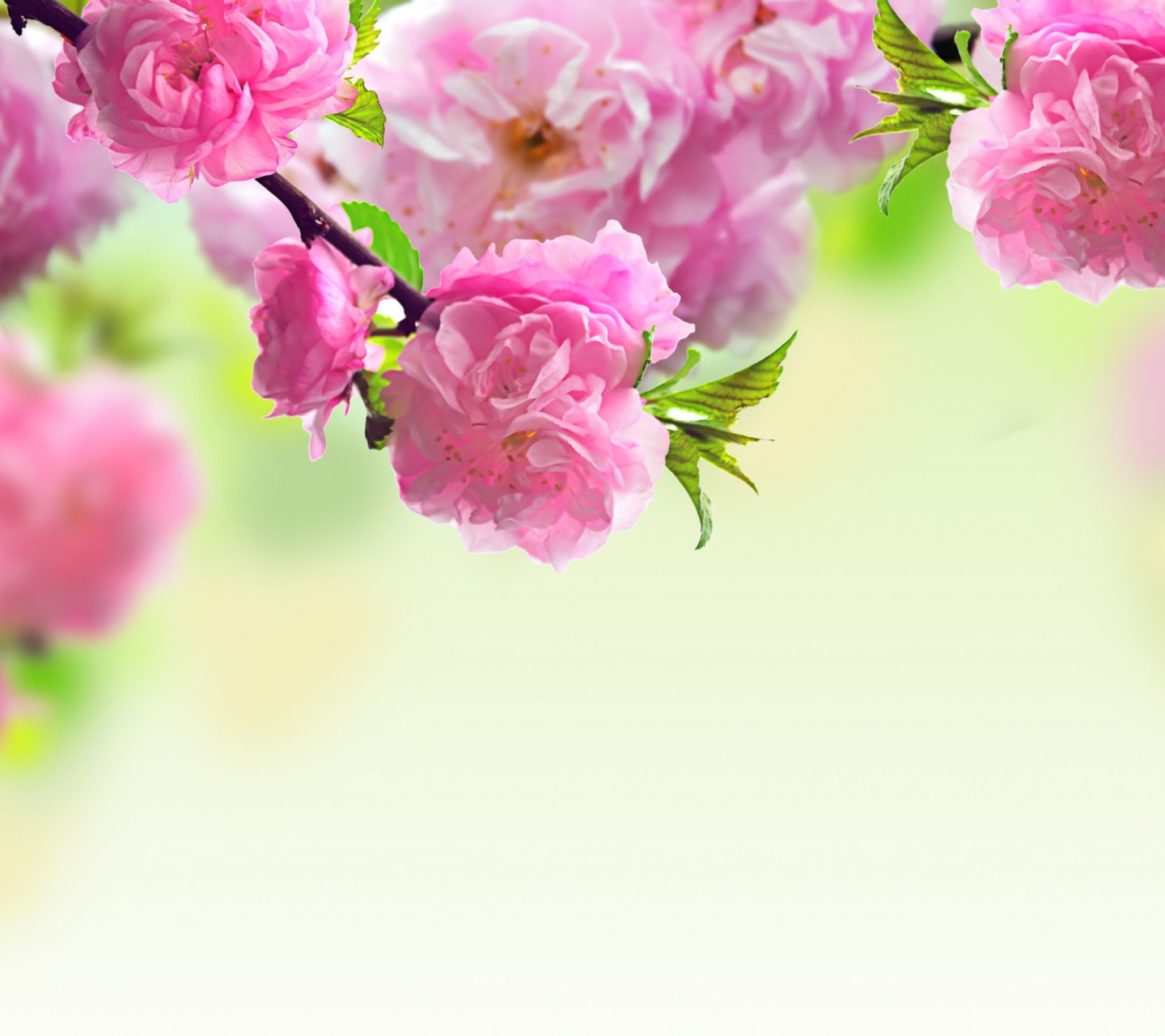 Das Pink Flowers Wallpaper 1440x1280