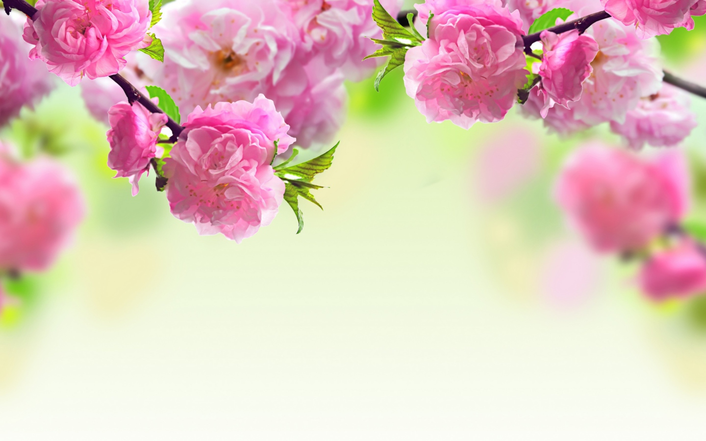 Screenshot №1 pro téma Pink Flowers 1440x900