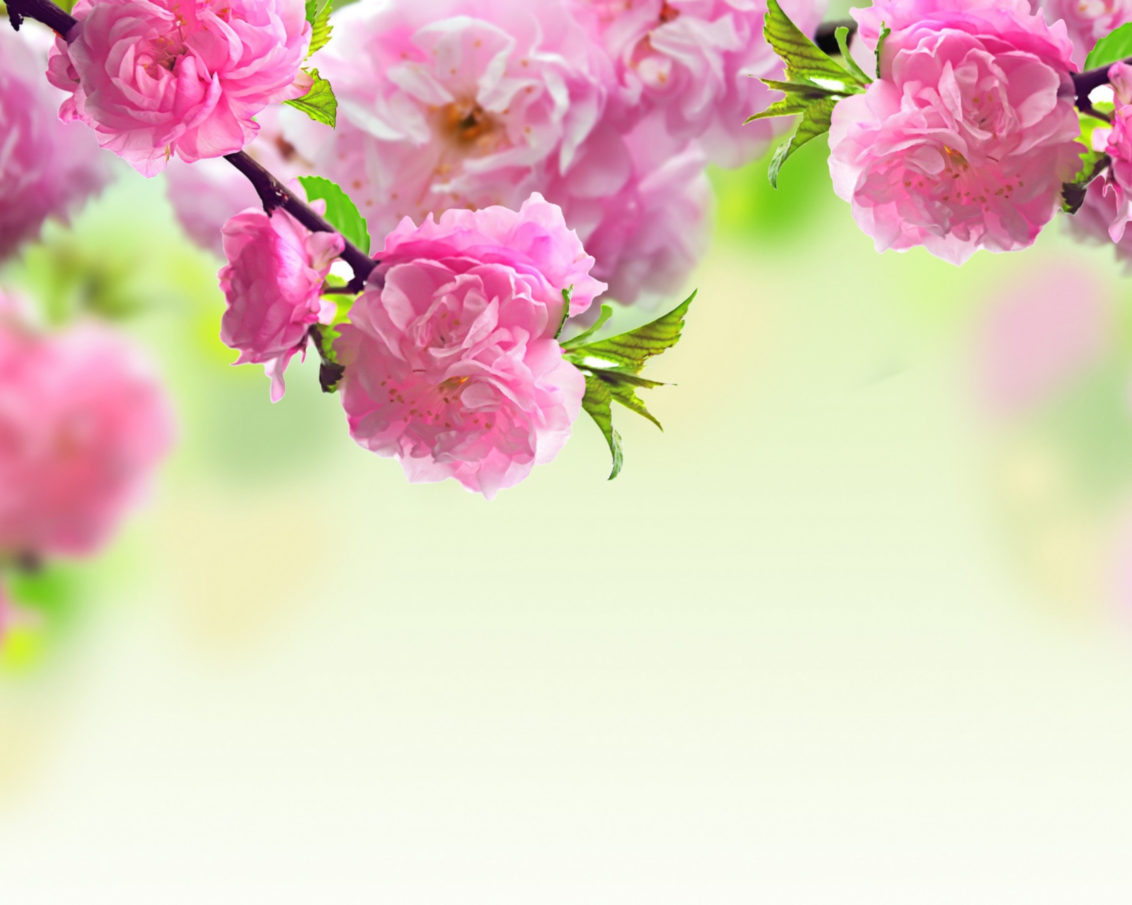Sfondi Pink Flowers 1600x1280