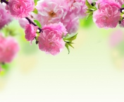 Screenshot №1 pro téma Pink Flowers 176x144