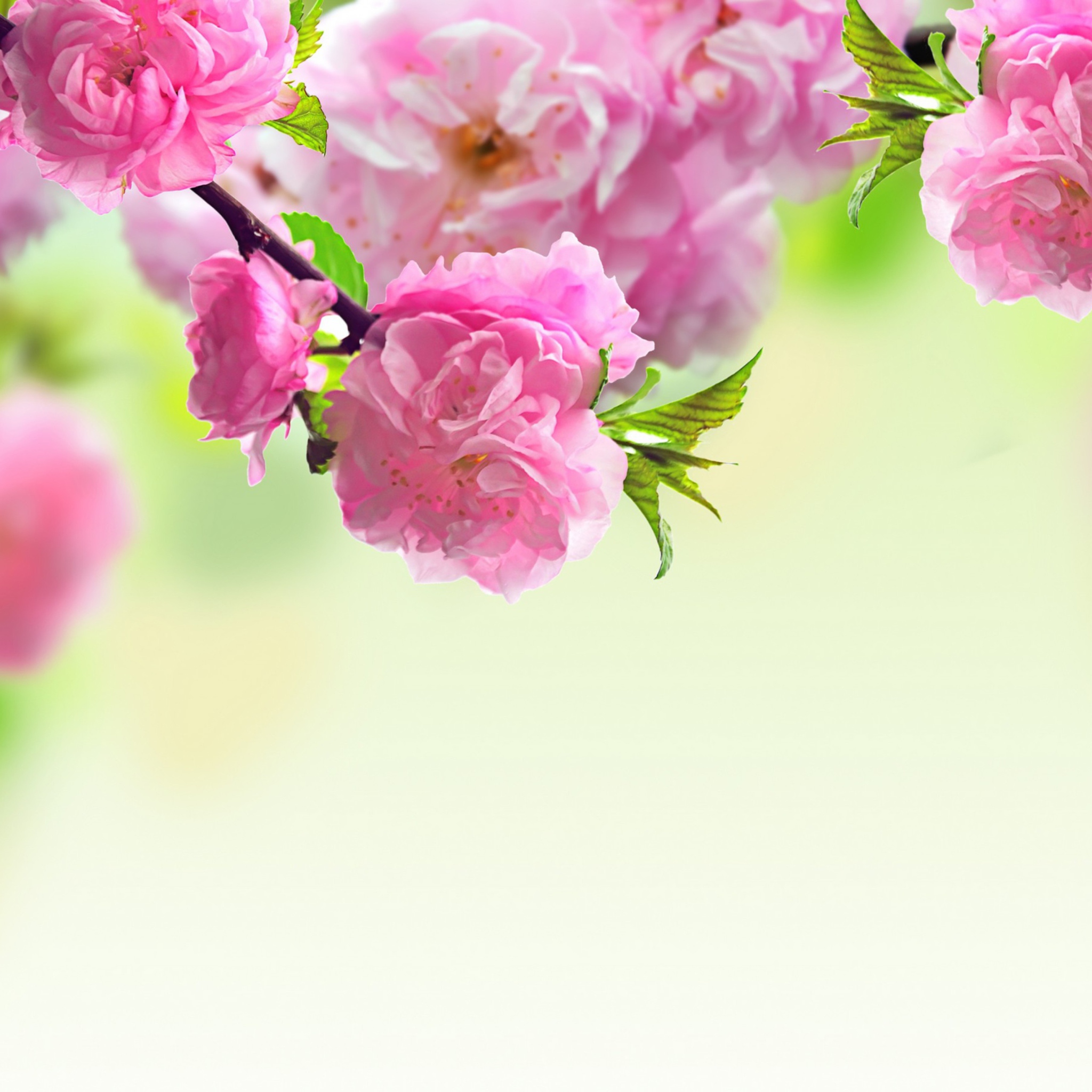 Das Pink Flowers Wallpaper 2048x2048