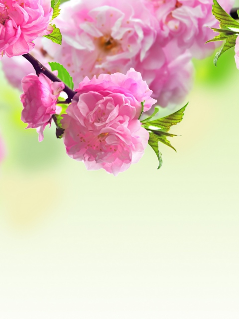Das Pink Flowers Wallpaper 480x640