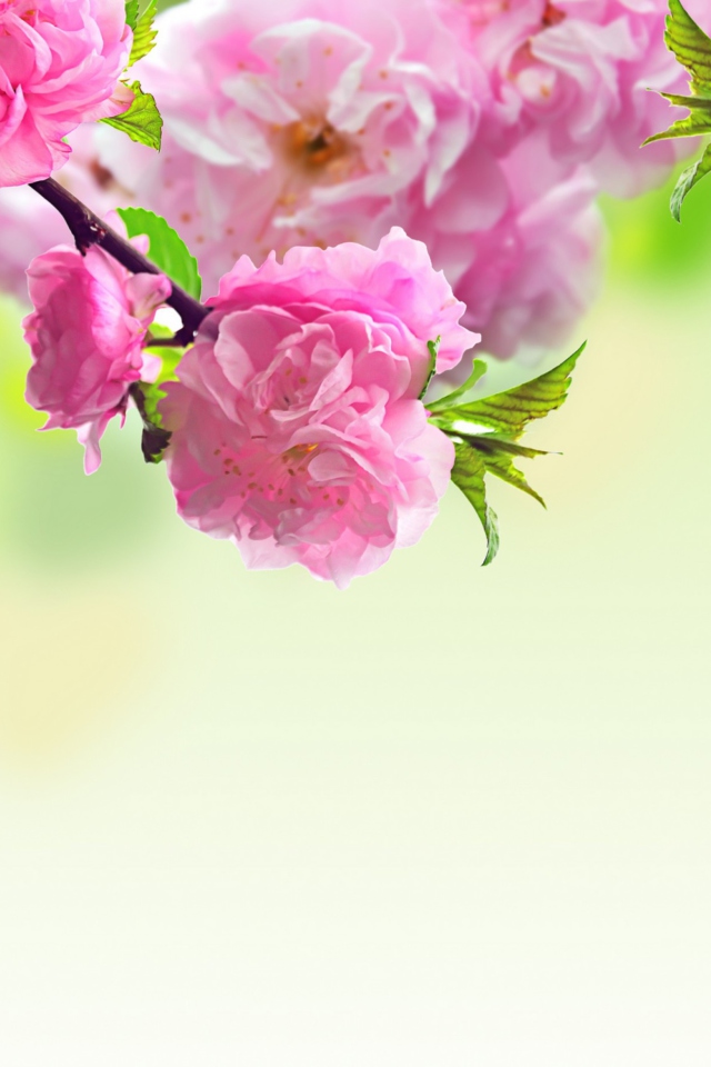 Pink Flowers wallpaper 640x960