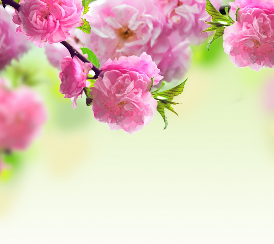 Pink Flowers screenshot #1 960x854