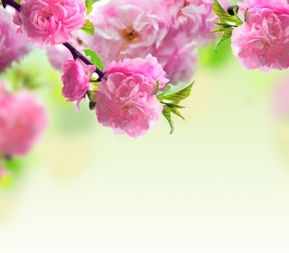 Pink Flowers Background for Samsung Breeze B209