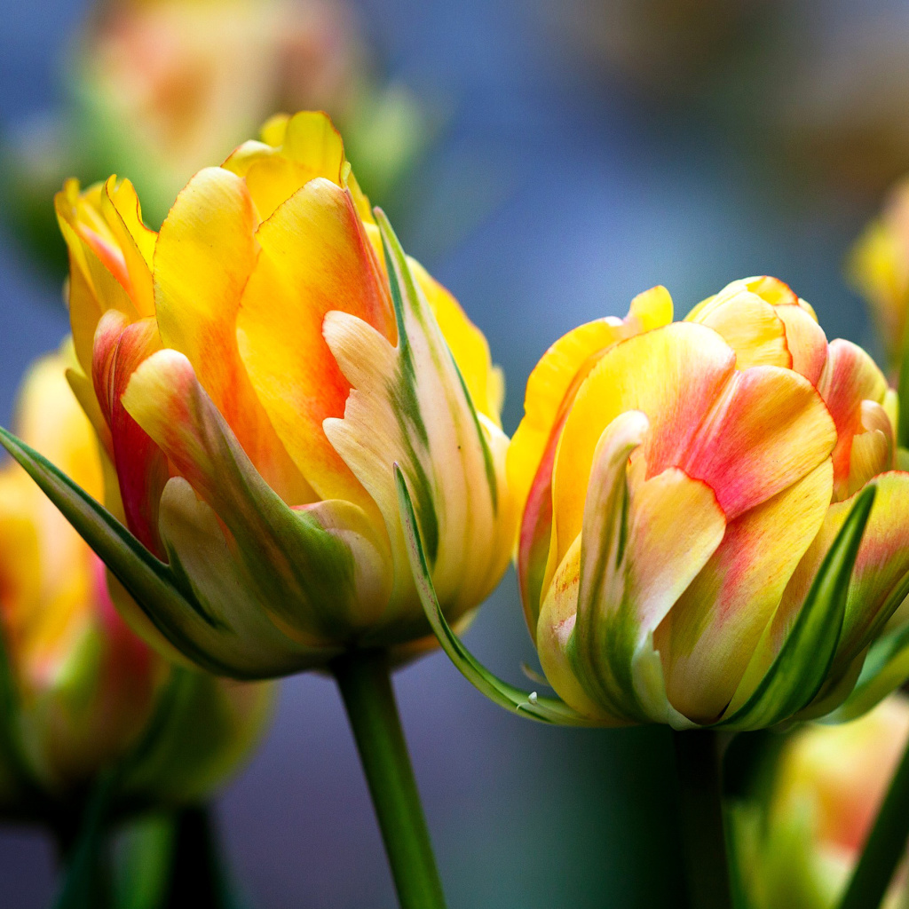 Fondo de pantalla Spring Tulips HD 1024x1024