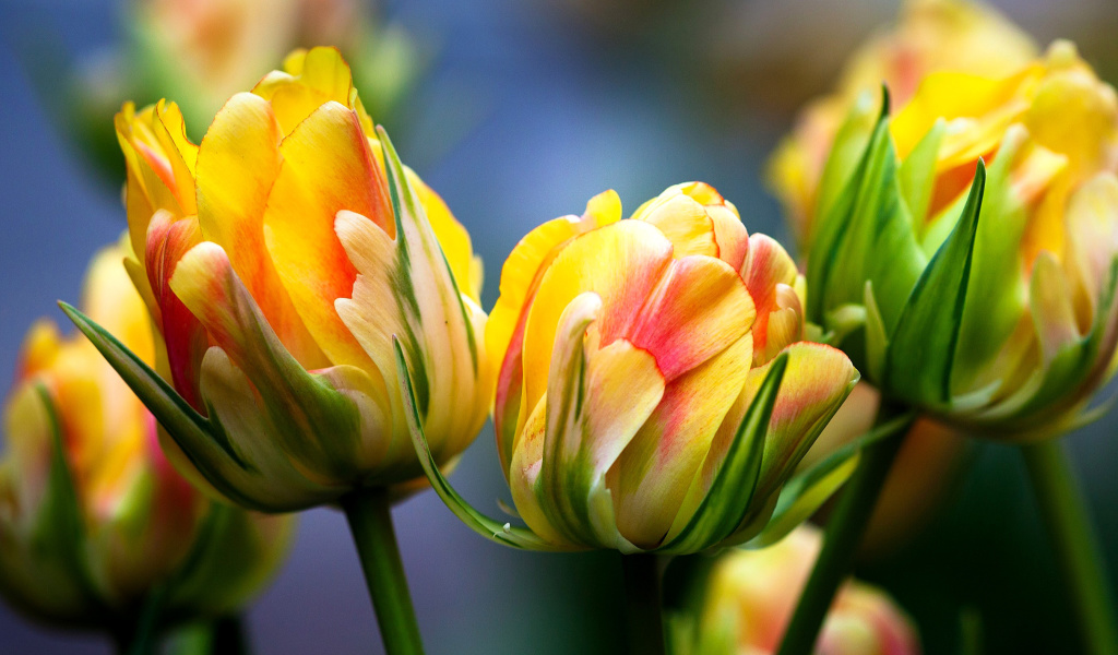 Fondo de pantalla Spring Tulips HD 1024x600