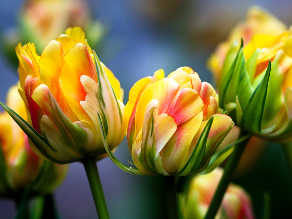 Das Spring Tulips HD Wallpaper 1024x768