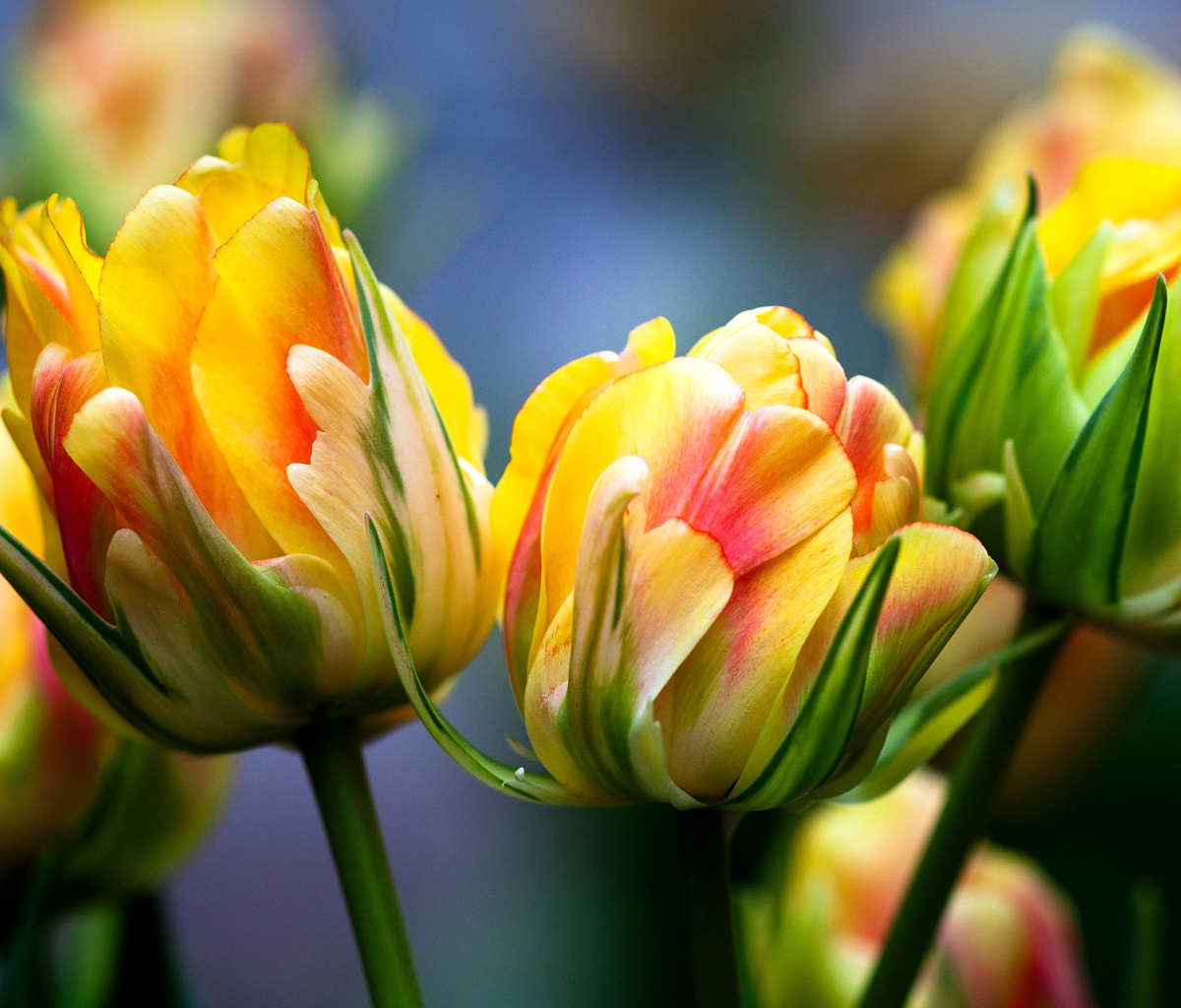 Das Spring Tulips HD Wallpaper 1200x1024