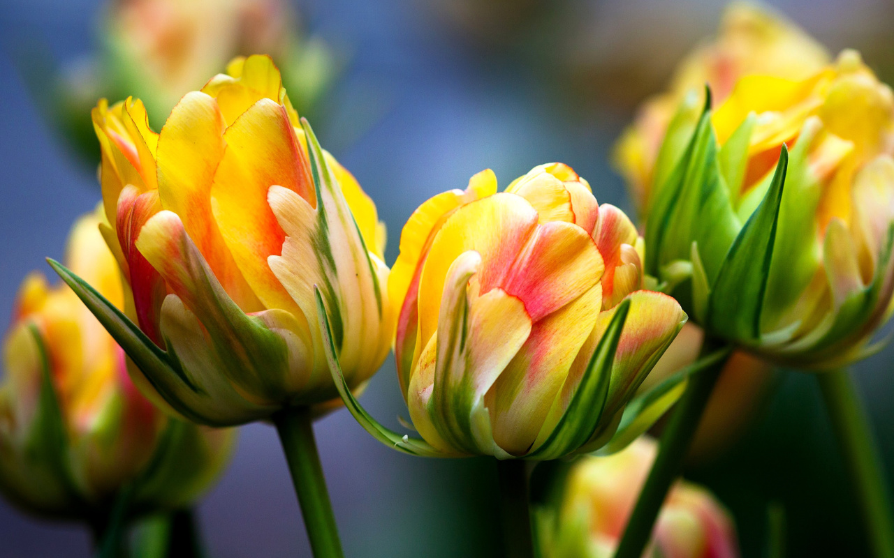 Обои Spring Tulips HD 1280x800