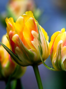 Обои Spring Tulips HD 132x176