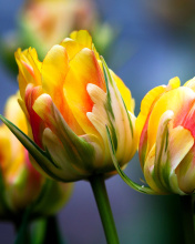 Обои Spring Tulips HD 176x220