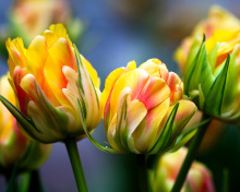 Das Spring Tulips HD Wallpaper 220x176