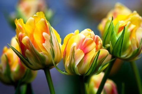 Fondo de pantalla Spring Tulips HD 480x320