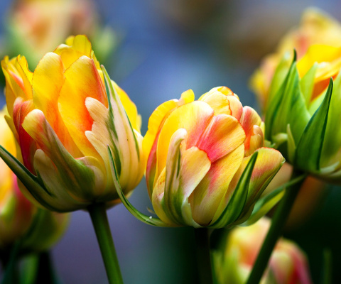 Spring Tulips HD wallpaper 480x400
