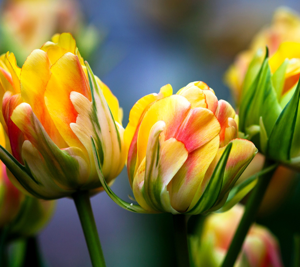 Fondo de pantalla Spring Tulips HD 960x854