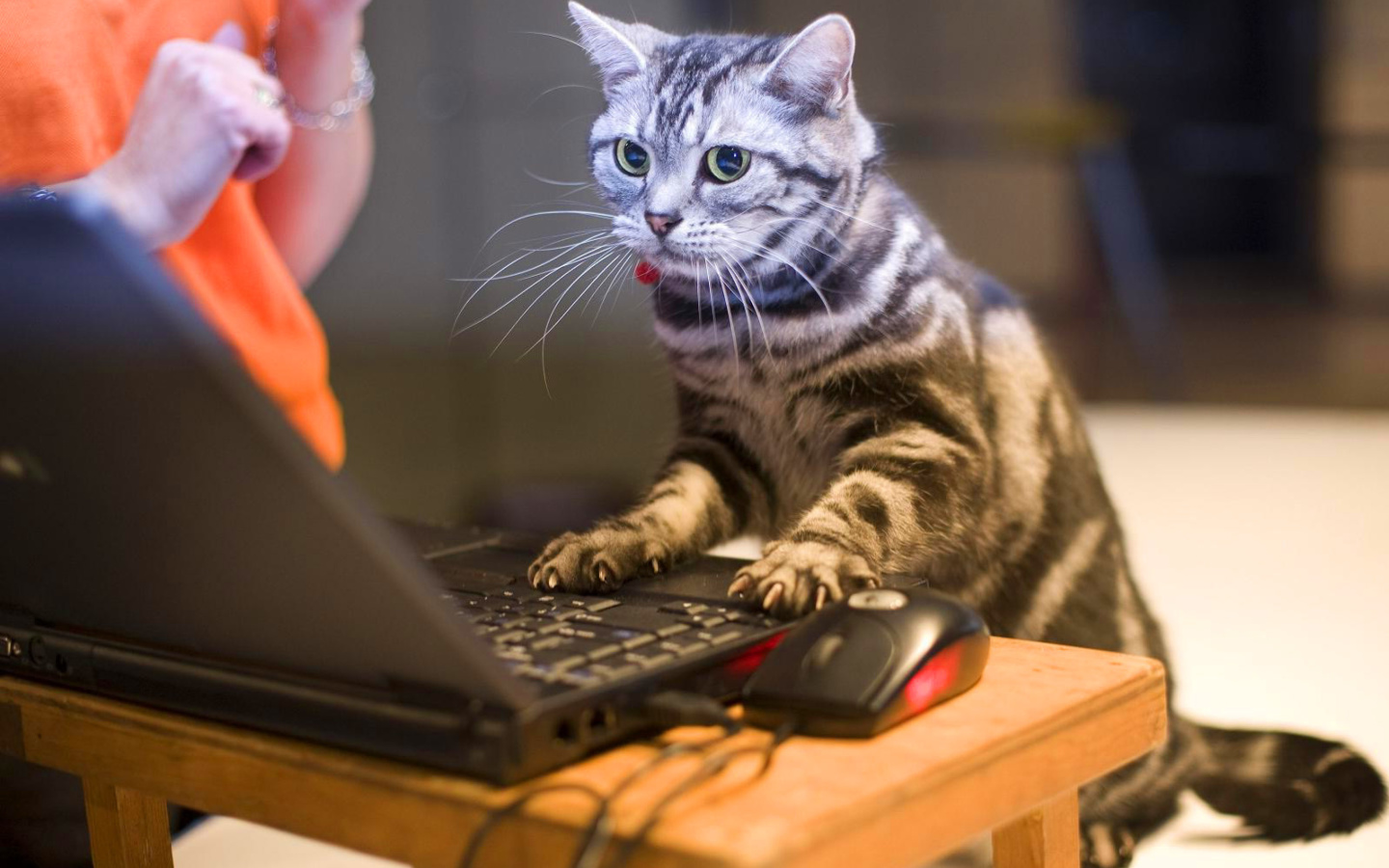 Fondo de pantalla Cat Gamer 1440x900