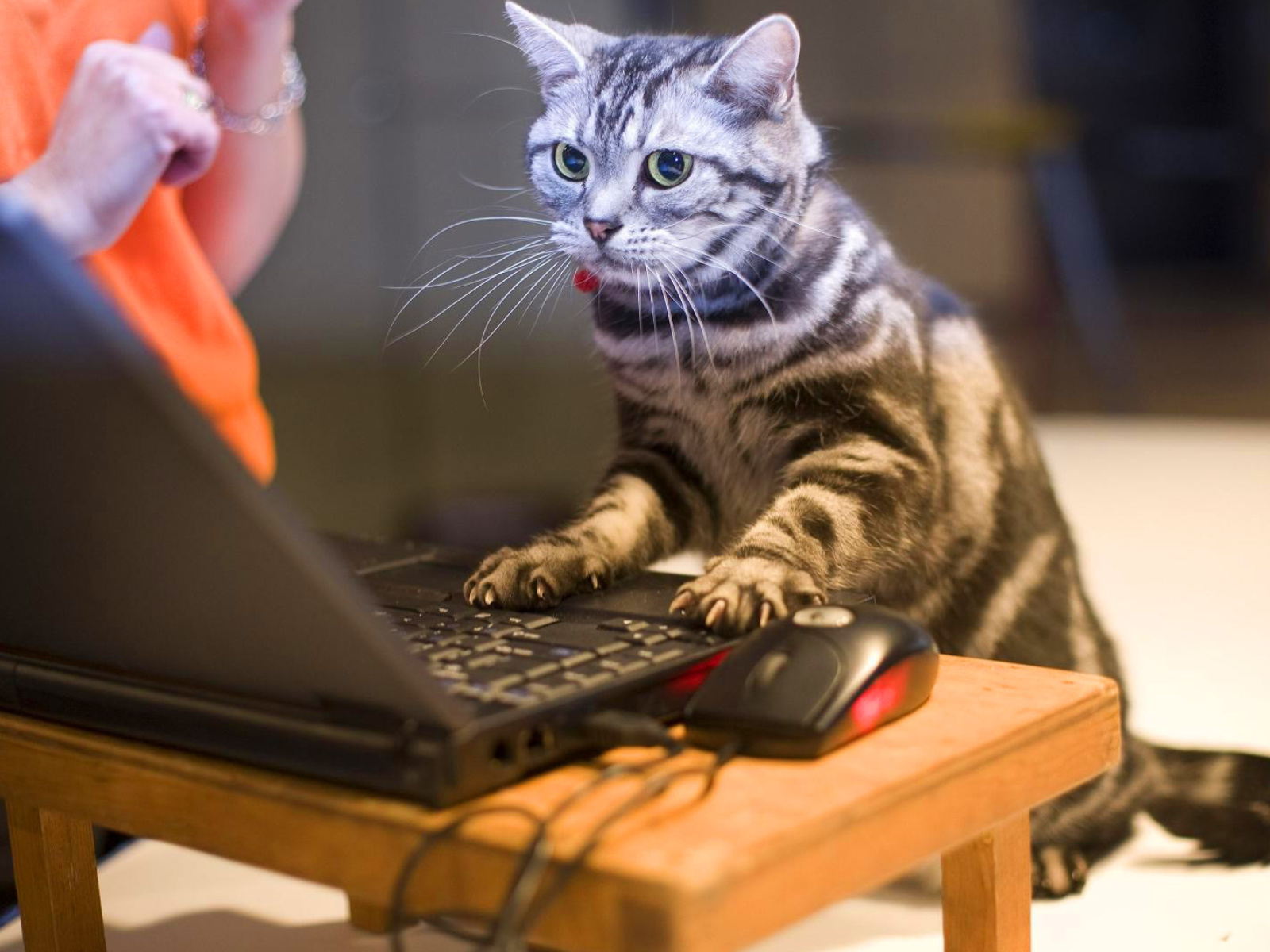 Кот с ноутбуком без смс
