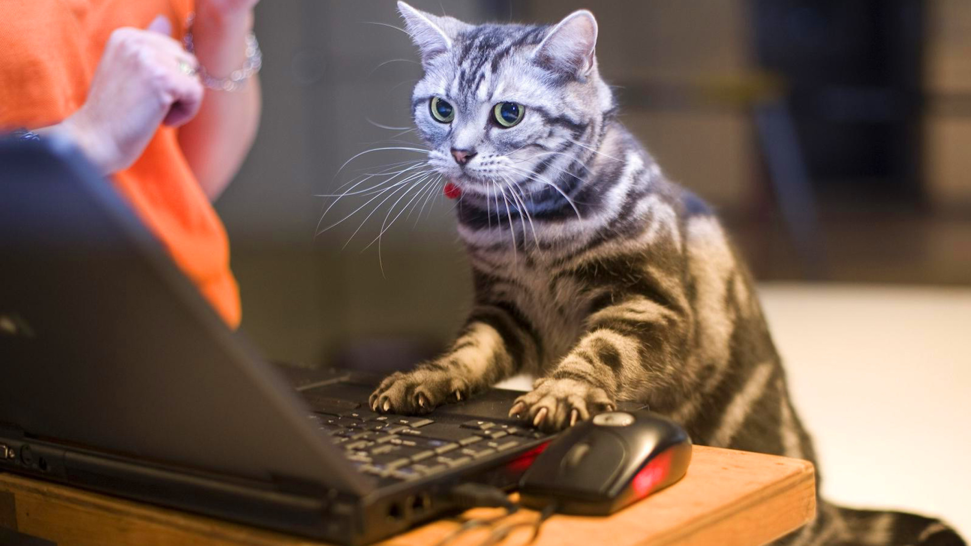 Computer cat. Котик за компьютером. Кот геймер. Кот и компьютер. Кот за компом.