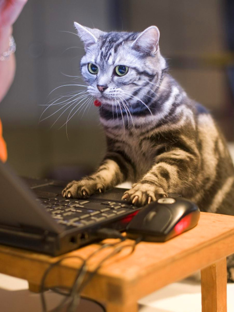 Das Cat Gamer Wallpaper 480x640