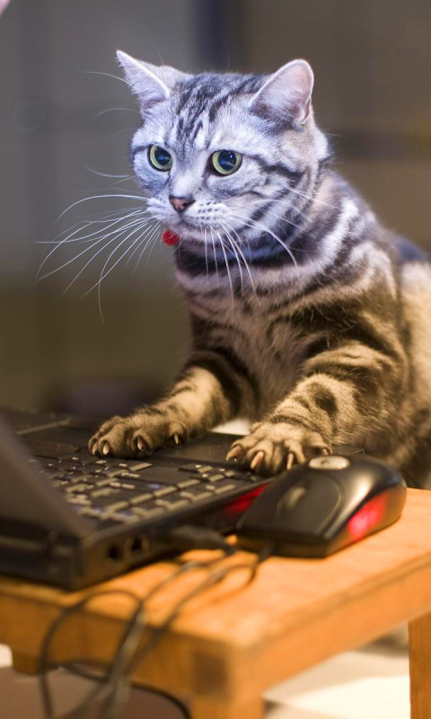 Fondo de pantalla Cat Gamer 480x800