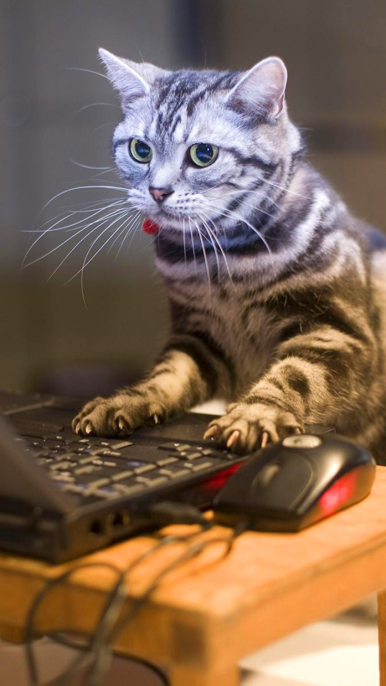 Das Cat Gamer Wallpaper 750x1334