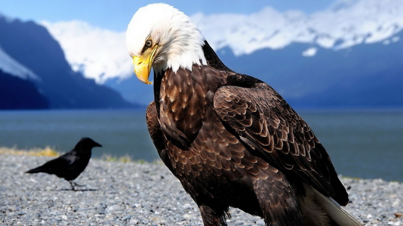 Eagle screenshot #1 1366x768