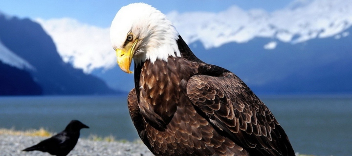 Fondo de pantalla Eagle 720x320