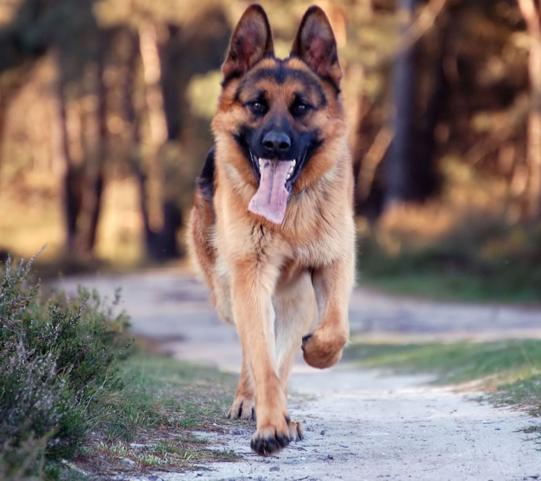 German Shepherd Dog wallpaper 1080x960